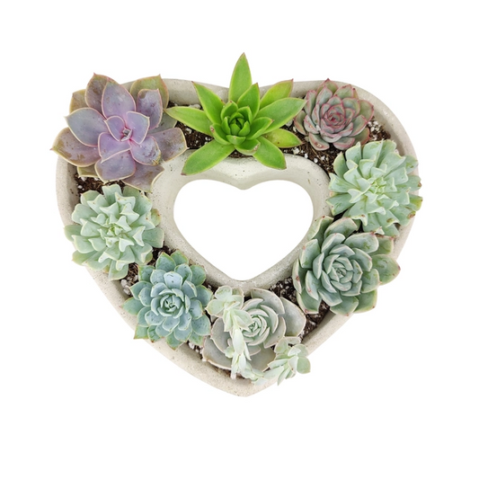 Large Succulent Heart Arrangement – Elegant Botanical Décor - DJW Custom Baskets & Beyond
