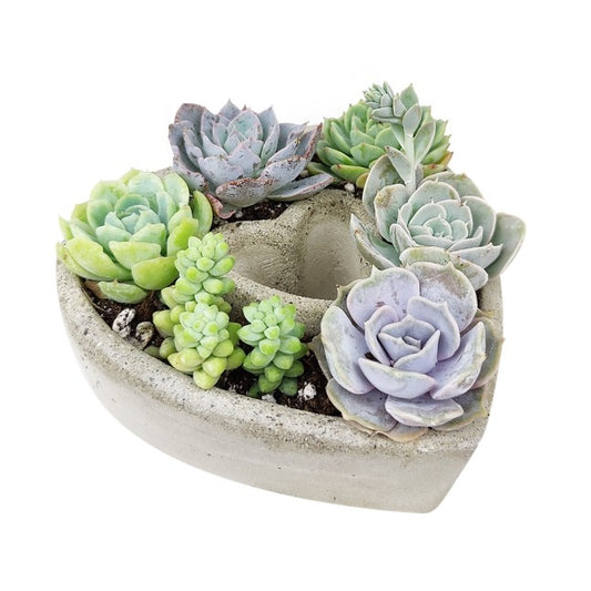 Small Succulent Heart Arrangement – Elegant Botanical Décor - DJW Custom Baskets & Beyond