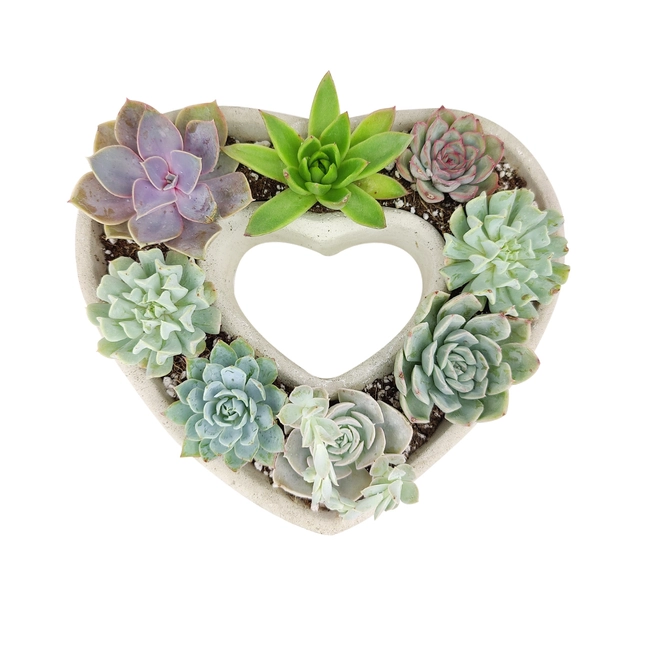 Large Succulent Heart Arrangement – Elegant Botanical Décor